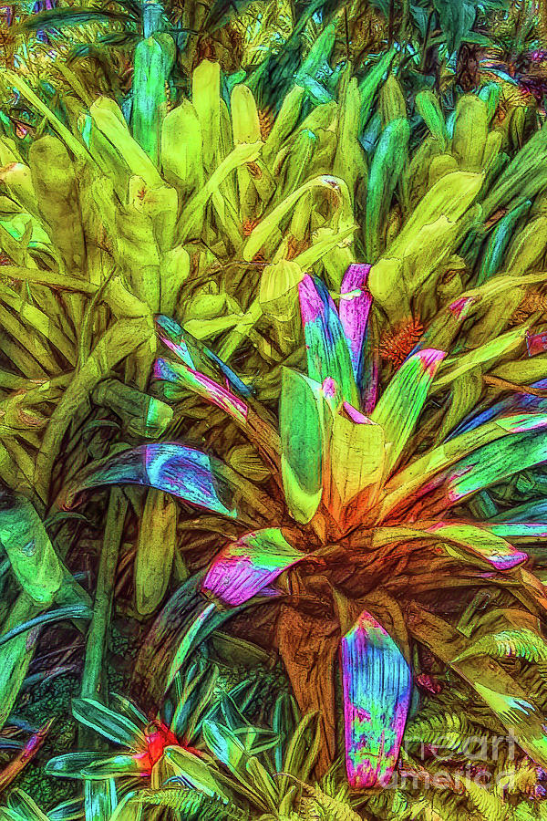 Rainbow Colored Bromeliad Photograph by Roslyn Wilkins