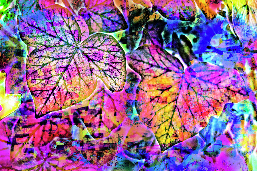 Rainbow Colors 09 Photograph by Anita Vincze - Fine Art America