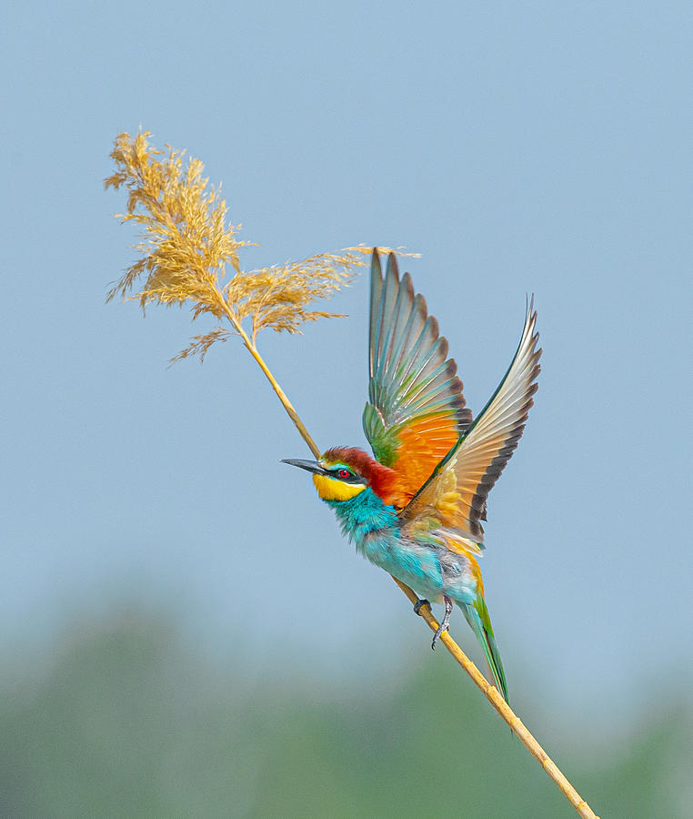 Wildlife Photograph - Rainbow Colors On The Fly by Itamar Procaccia
