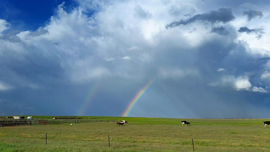 Rainbow Cows Photograph by Ally White