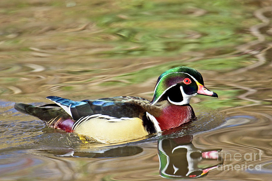 Rainbow Duck by Craig Leaper Rainbow Duck by Craig Leaper