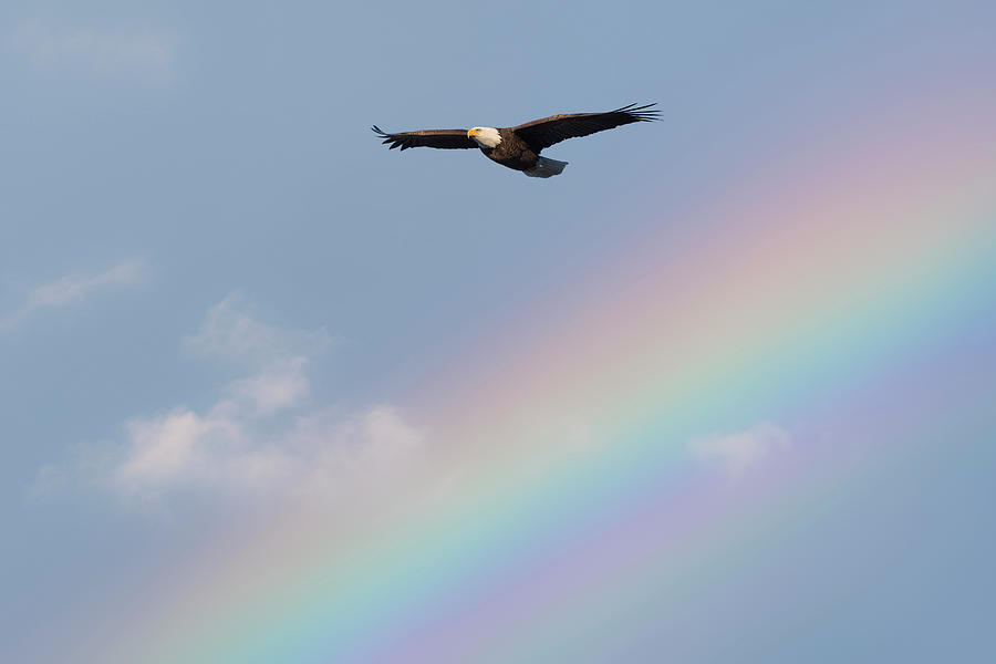 Rainbow Eagle Photograph by Bill Wakeley