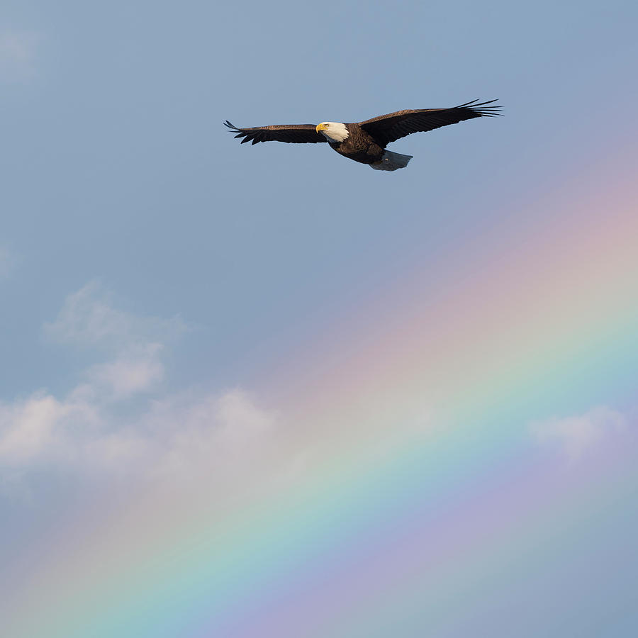 Rainbow Eagle Square Photograph by Bill Wakeley