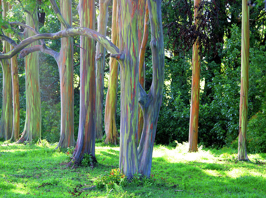 Rainbow Eucalyptus Trees Photograph by Angelina Hills