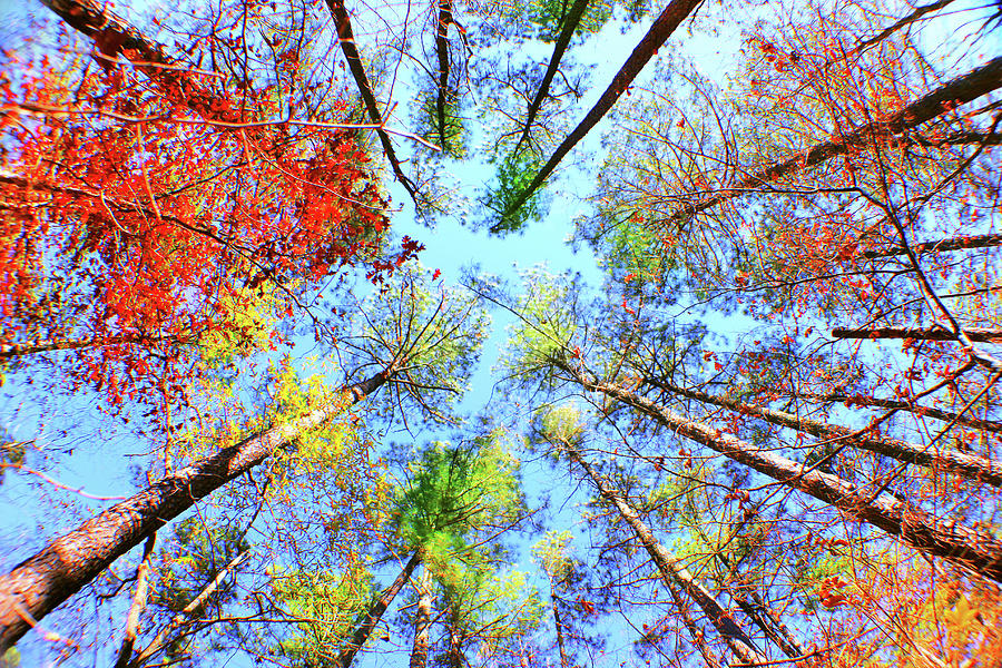 Fall Photograph - Rainbow Fall by Iryna Goodall