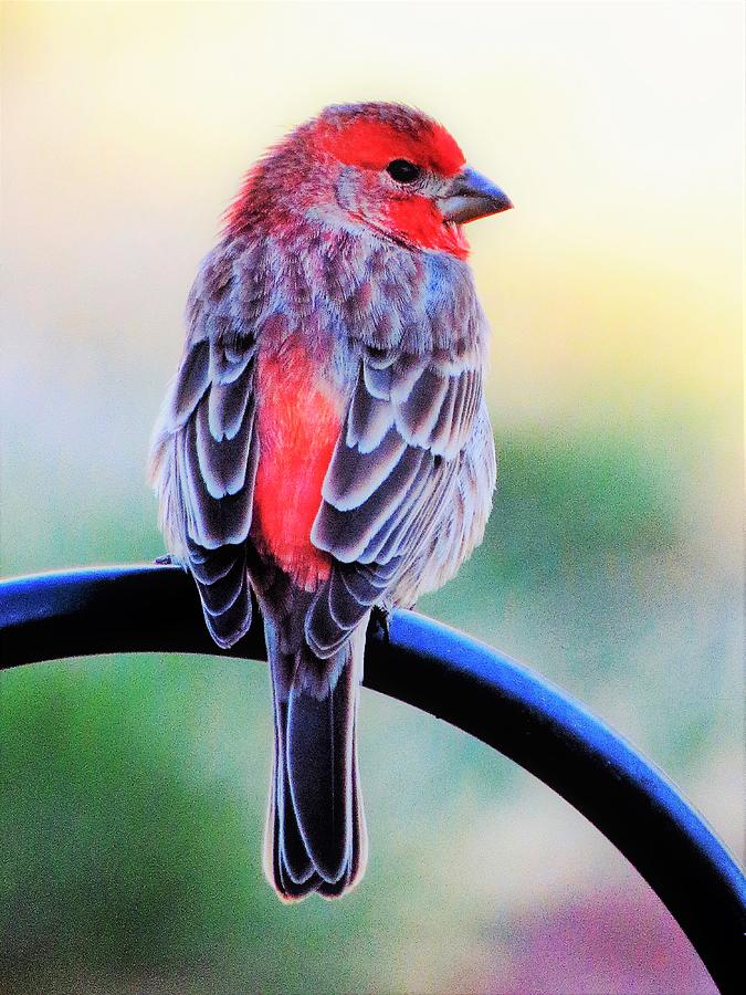 Rainbow Finch  Photograph by Lori Frisch