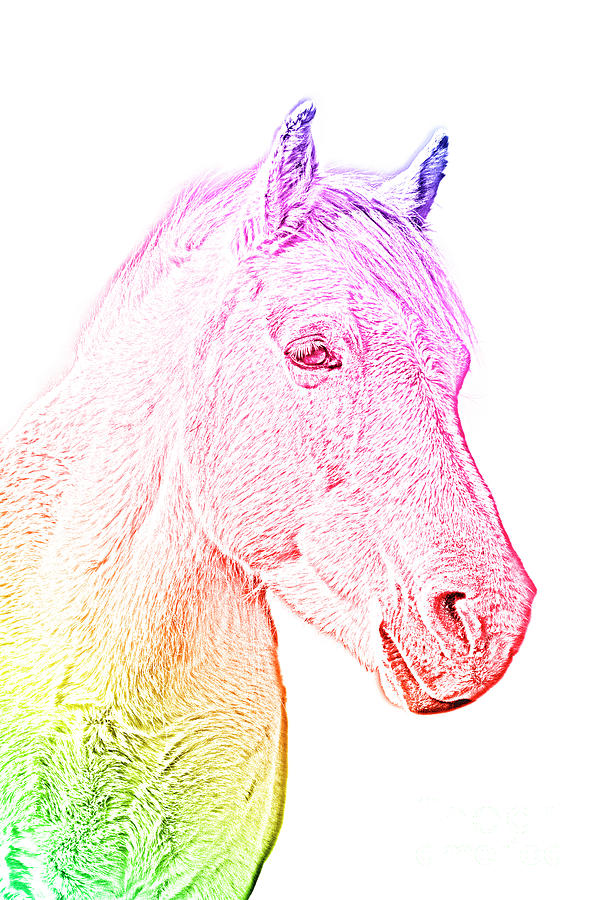 Rainbow Horse Photograph