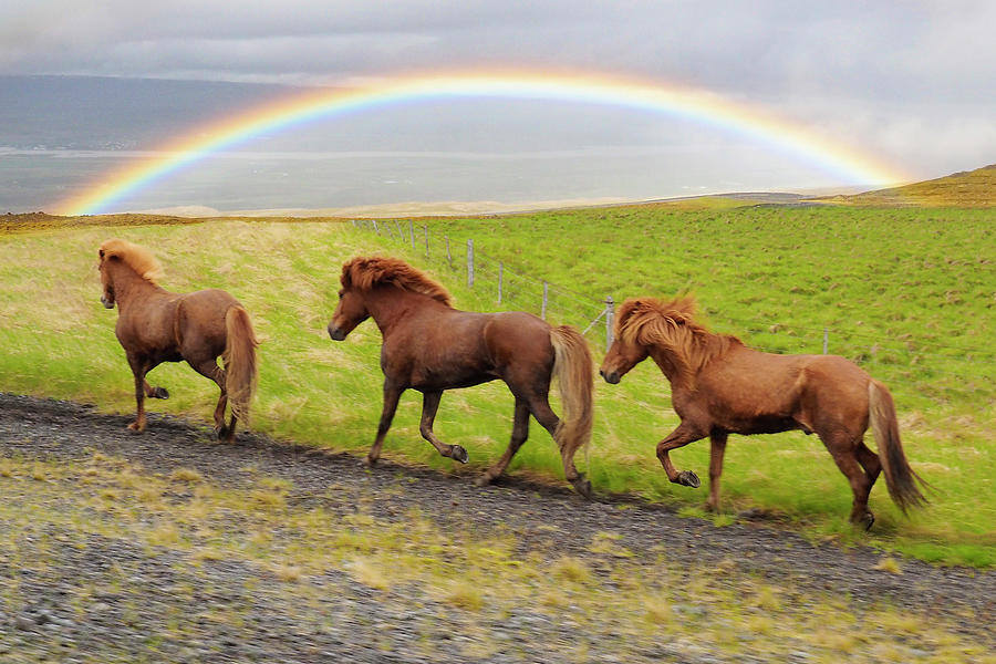 Rainbow Horses Photograph by Marla Craven