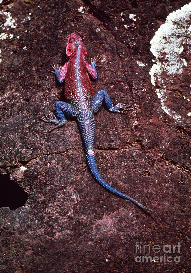 Rainbow Lizard Photograph By John Reader Science Photo Library Fine Art America