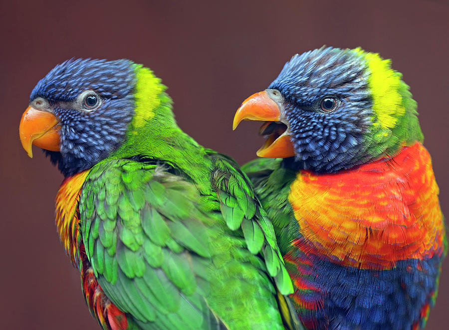 Rainbow Lorikeet Captive, Occurs In Australia Photograph by Ernie Janes ...