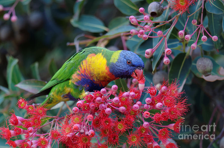 rainbow lorikeet eat