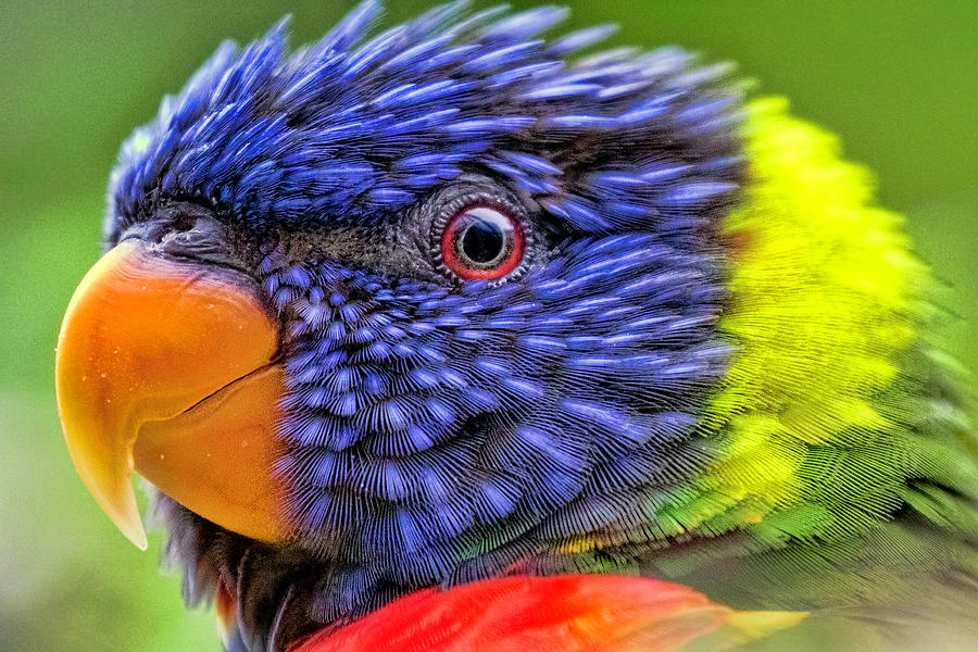 Wildlife Photograph - Rainbow Lorikeet by Nadia Sanowar