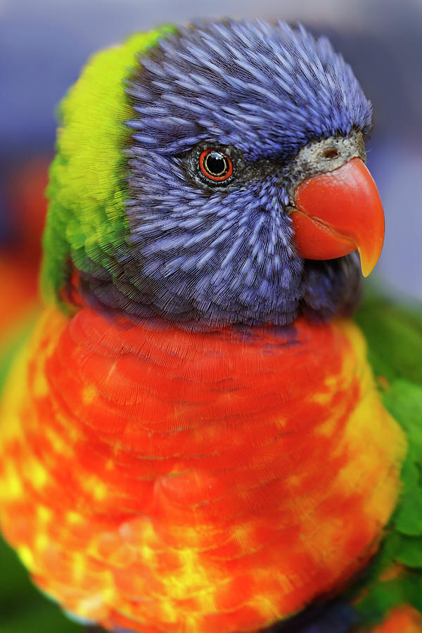 Adam Jones Photograph - Rainbow Lorikeet, Native To Australia by Adam Jones