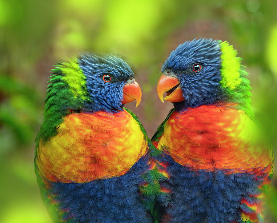 Rainbow Lorikeet Portrait Photograph By Ernie Janes   Naturepl.com 