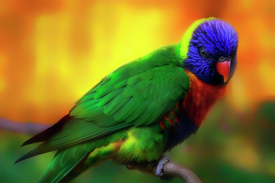 Lorikeet Sunset - Australia - Parrot Photograph by Politte
