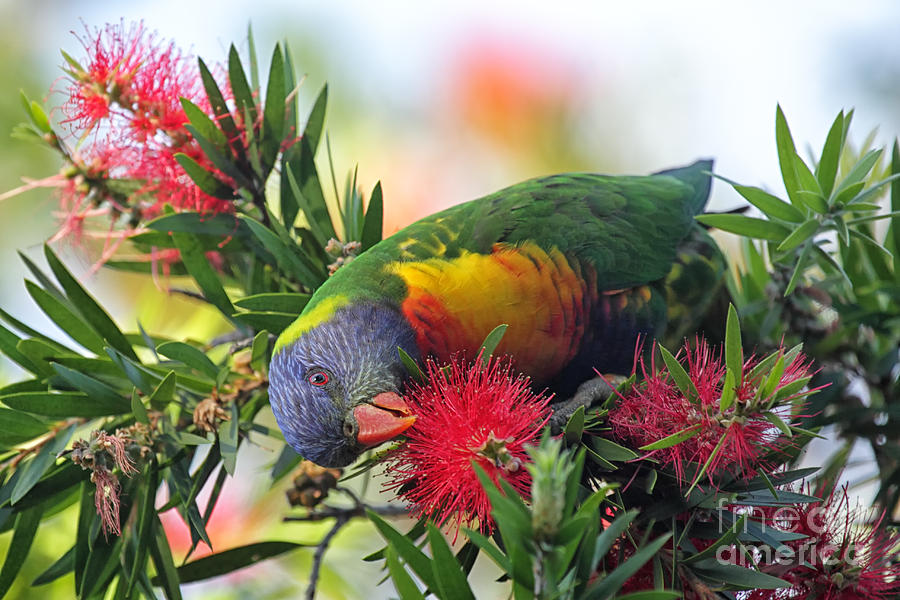 Wildlife Photograph - Rainbow Lorikeet Trichoglossus by Dirkr Wildlife Photograph - Rainbow Lorikeet Trichoglossus by Dirkr