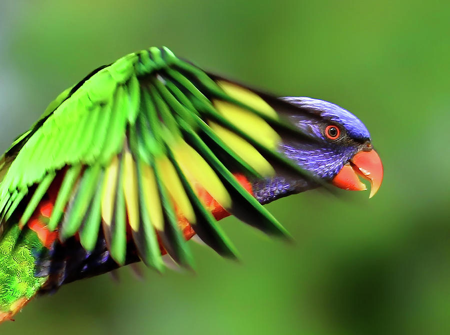 Bird Photograph - Rainbow Lorikeet by Vanessa Mylett