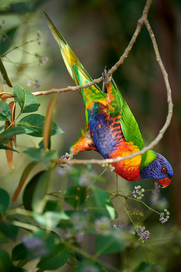 Animal Photograph - Rainbow Lorikeet by Ziwen He