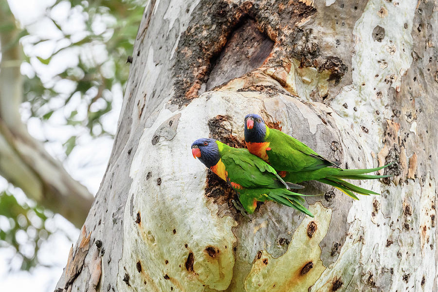 Animal Photograph - Rainbow Lorikeets At Nest by Dr P. Marazzi/science Photo Library
