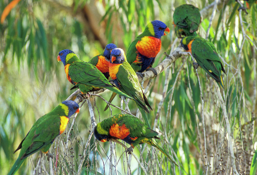 Parrot Digital Art - Rainbow Lorikeets, Australia by Heeb Photos
