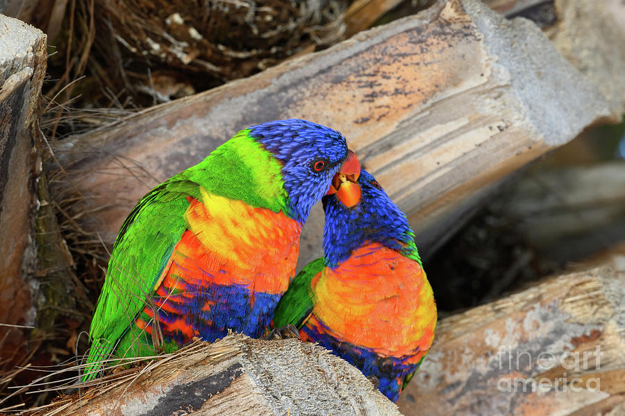 Parrot Photograph - Rainbow Lorikeets by Dr P. Marazzi/science Photo Library