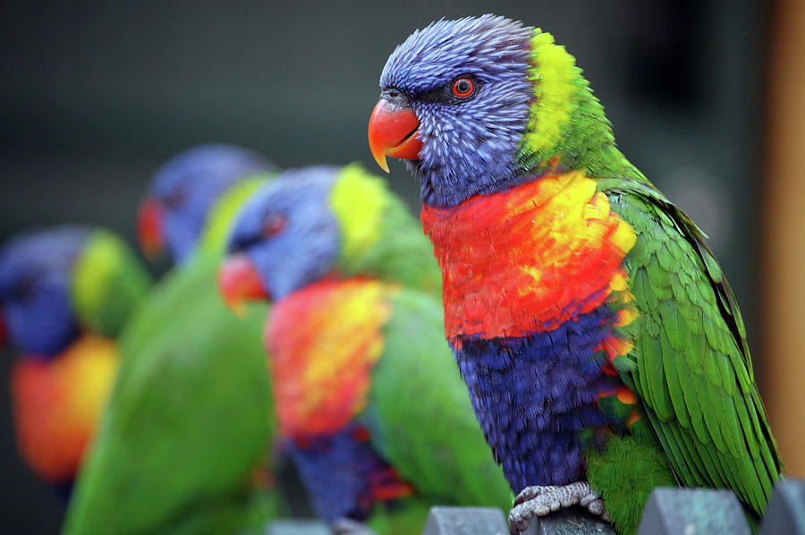 Rainbow Lorikeets On A Perch Photograph by Win-initiative