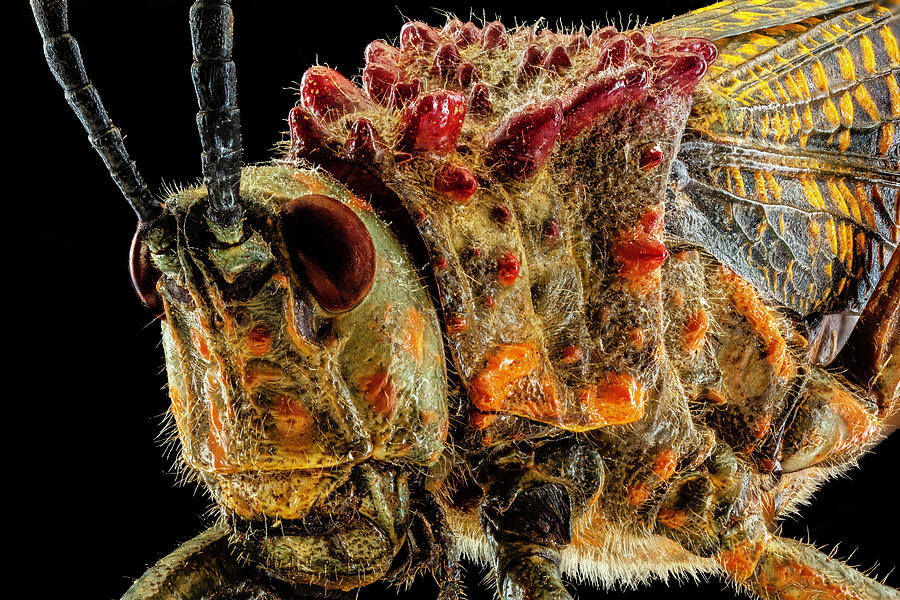 Rainbow Milkweed Locust 2X by Gary Shepard Rainbow Milkweed Locust 2X by Gary Shepard