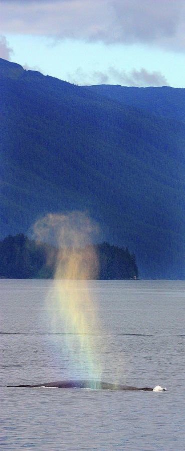 Wildlife Photograph - Rainbow Mist by Brian Hockman