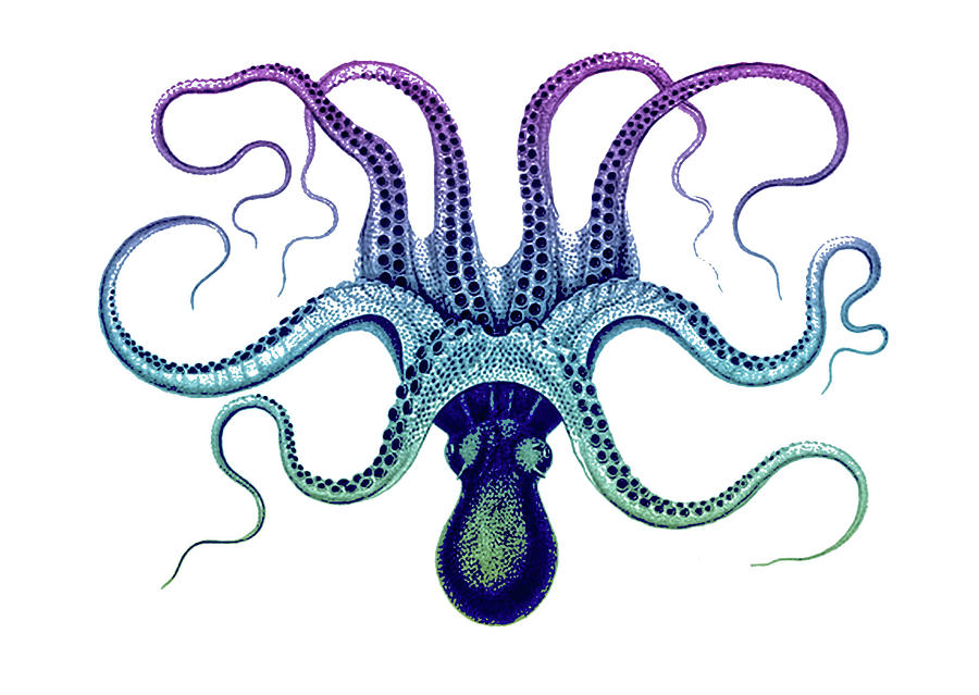 Fish Drawing - Rainbow Octopus by Susan Maxwell Schmidt