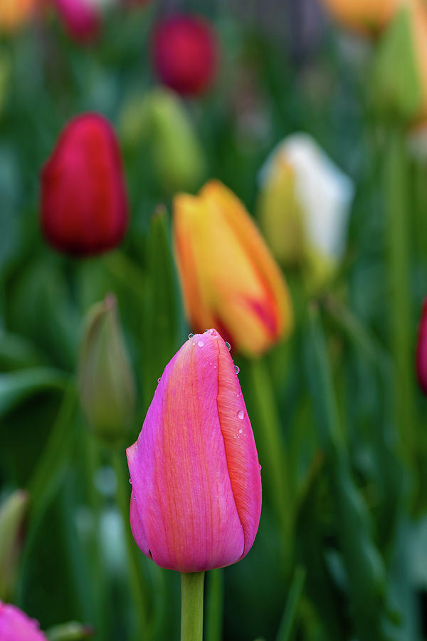 Rainbow of Tulips Photograph by Jack Clutter