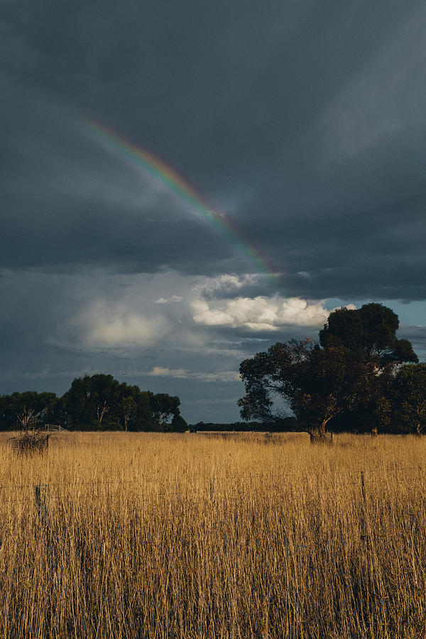 Tree Photograph - Rainbow On A Rainy Dramatic Sky At The Grasslands Of Grampians National Park, Victoria Australia by Cavan Images