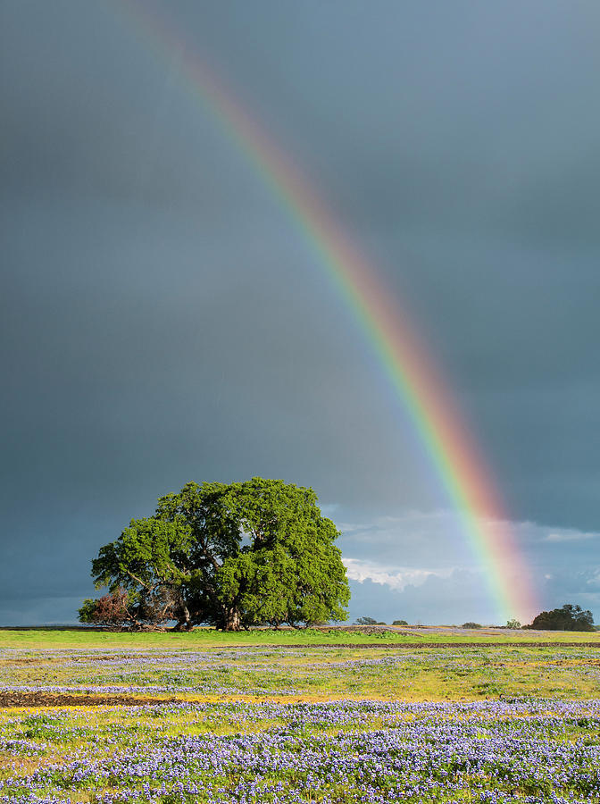 Rainbow Over A Field Of Wildflowers In Photograph by Josh Miller Photography