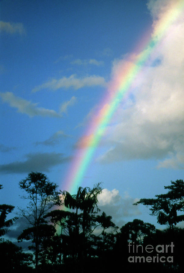 Rainbow Over Lower Montane Rain Forest Photograph by Dr Morley Read/science Photo Library
