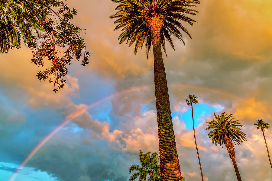 Rainbow Over The Palms Photograph by Gene Parks