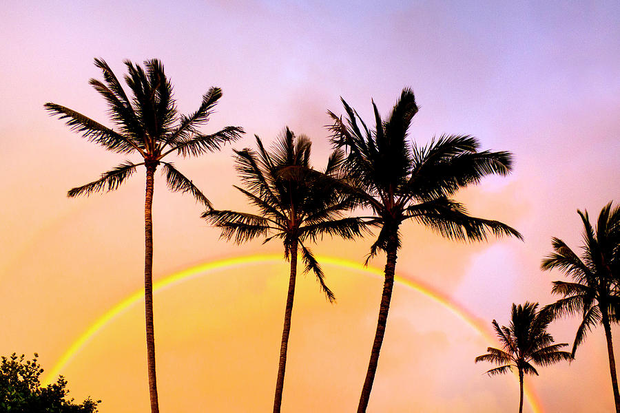 Rainbow Palms Photograph by Sean Davey