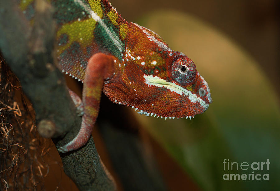 Rainbow Panther Chameleon Photograph by Ruth Jolly