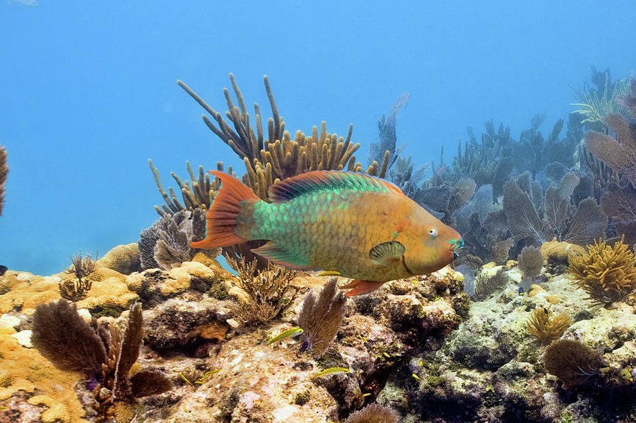Rainbow Parrot Fish by Paula Porterfield-Izzo Rainbow Parrot Fish by Paula Porterfield-Izzo
