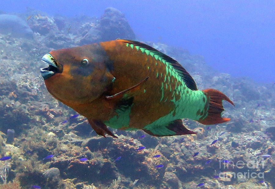 Rainbow Parrotfish 5 Photograph by Daryl Duda