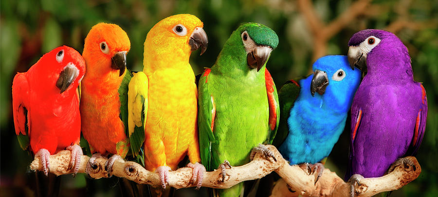 Parrot Painting - Rainbow Parrots by Mike Jones Photo