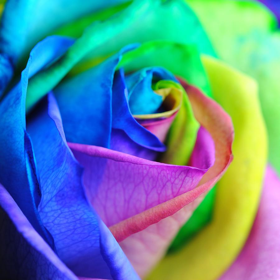 Rainbow Rose 13 Photograph by Cindy Boyd - Fine Art America