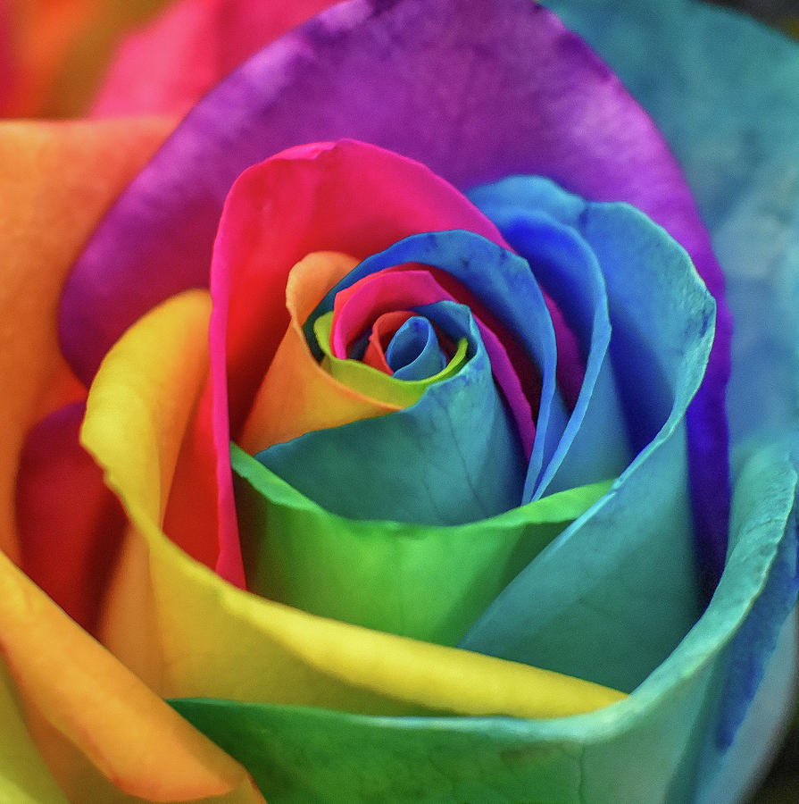 Rainbow Rose Photograph by Michelle Wittensoldner