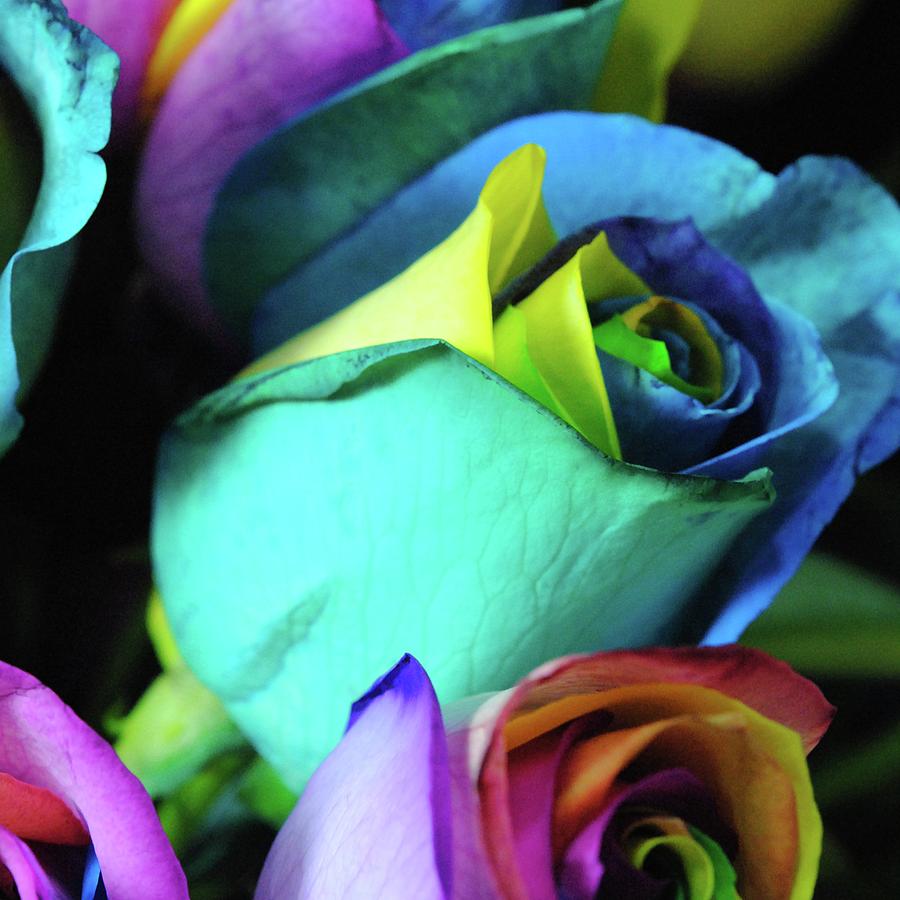 Rainbow Roses 10 Photograph