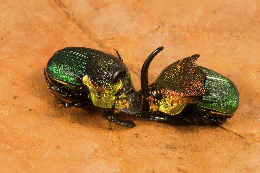 Rainbow Scarab Male And Female On Leaf. Florida, Usa. Photograph by ...