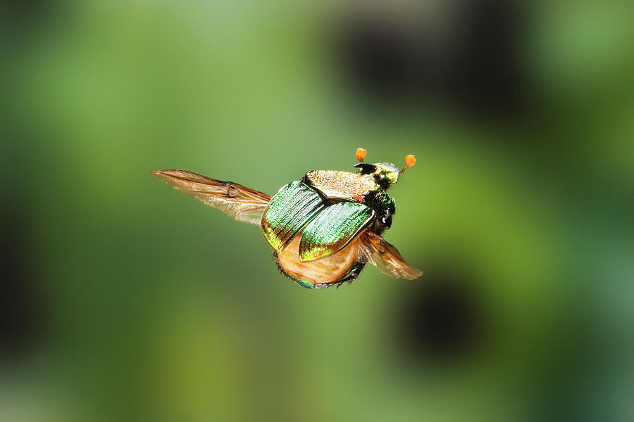 Rainbow Scarab Male Flying, Texas, Usa. May. Photograph by John Abbott ...