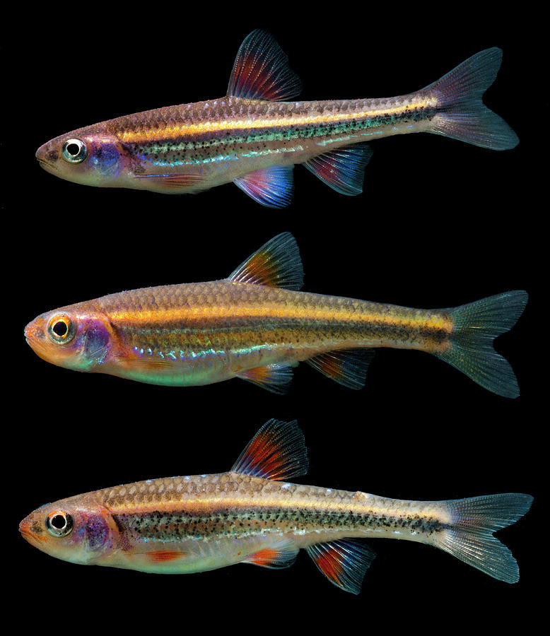 Rainbow Shiners Notropis Chrosomus Photograph by Dante Fenolio - Pixels