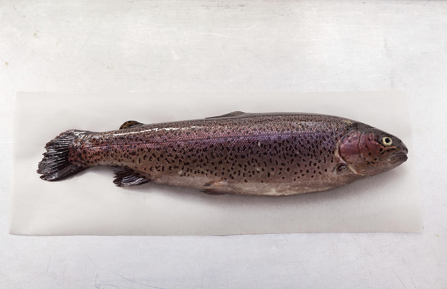 Rainbow Trout Photograph by Eising Studio