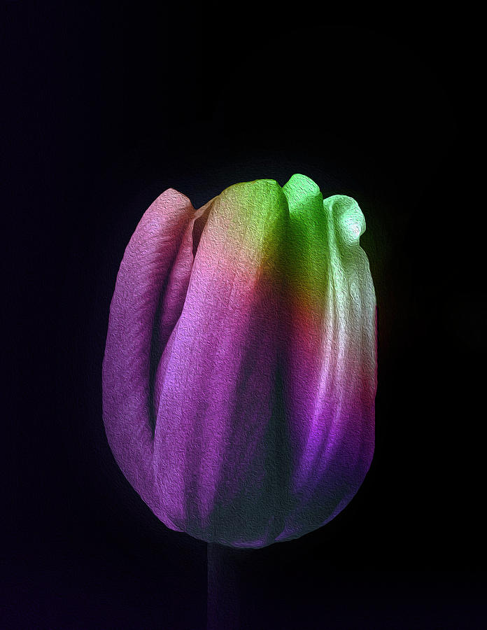 Rainbow Tulip Photopainting by Johanna Hurmerinta Rainbow Tulip Photopainting by Johanna Hurmerinta