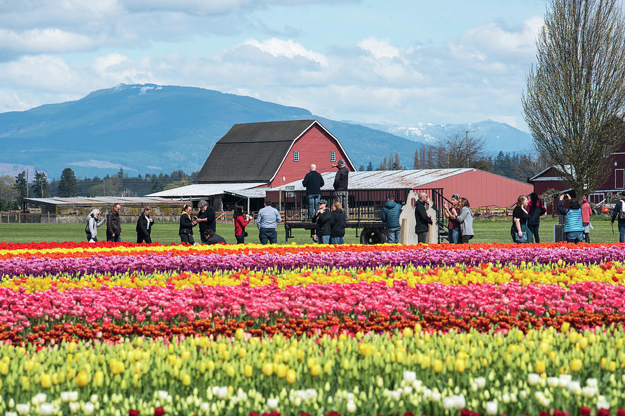 Rainbow Tulips Red Barns Blue Mountains Photograph by Tom Cochran