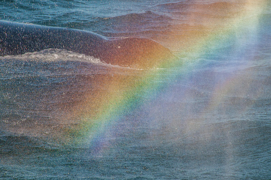 Rainbow Whale Photograph by Dimitris Sivyllis - Fine Art America