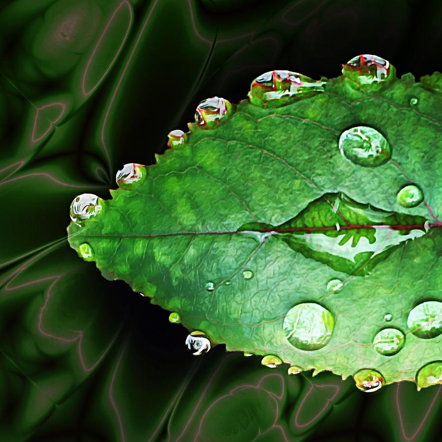 Raindrop Border around Leaf Photograph by Doris Aguirre